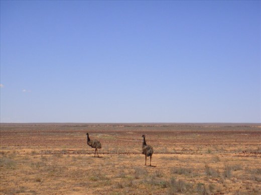 Emus on the run, QLD