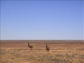 Emus on the run, QLD: by thomasz, Views[181]