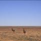 Emus on the run, QLD: by thomasz, Views[168]
