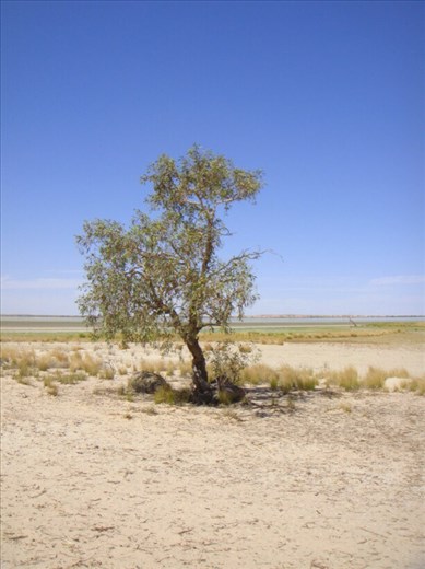 Banks of Coongie Lake, Innamincka Regional Reserve, SA 