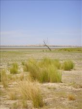Looking for water in Coongie Lake, Innamincka Regional Reserve, SA: by thomasz, Views[136]
