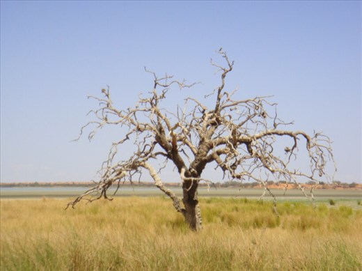 Gnarled old tree, Coongie Lake, Innamincka Regional Reserve, SA