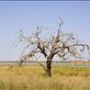 Gnarled old tree, Coongie Lake, Innamincka Regional Reserve, SA: by thomasz, Views[153]