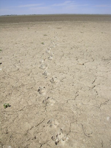 Dingo tracks, Coongie Lake, Innamincka Regional Reserve, SA