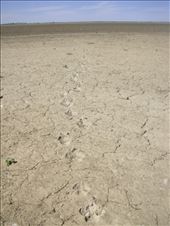 Dingo tracks, Coongie Lake, Innamincka Regional Reserve, SA: by thomasz, Views[235]
