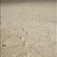 Dingo tracks, Coongie Lake, Innamincka Regional Reserve, SA: by thomasz, Views[196]