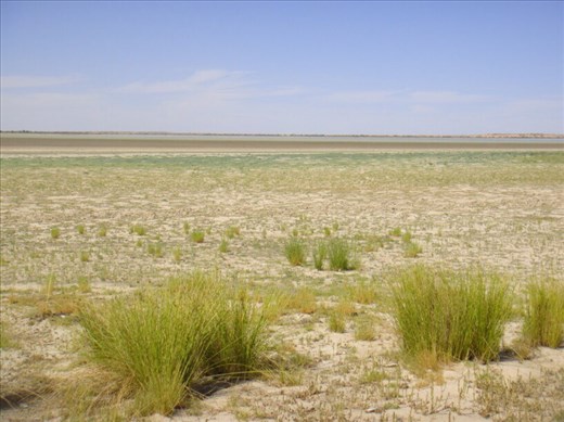 A bit of green, Coongie Lake, Innamincka Regional Reserve, SA