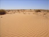 Ripples in the sand, Innamincka Regional Reserve, SA: by thomasz, Views[116]