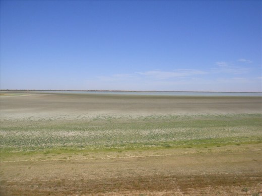 Green edge of Coongie Lake, Innamincka Regional Reserve, SA