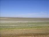 Green edge of Coongie Lake, Innamincka Regional Reserve, SA: by thomasz, Views[188]