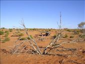 Our camp for the night, Strzelecki Desert, SA: by thomasz, Views[156]