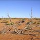 Our camp for the night, Strzelecki Desert, SA: by thomasz, Views[147]