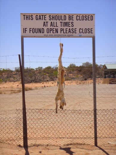 Strung up dingo, don't forget to shut the gate, dingo fence, Cameron Corner SA
