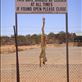 Strung up dingo, don't forget to shut the gate, dingo fence, Cameron Corner SA: by thomasz, Views[123]