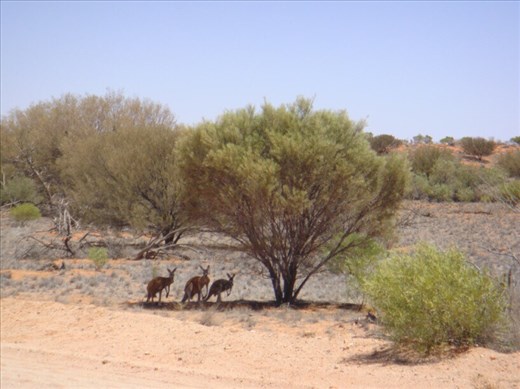 Red kangaroos resting in the shade, Sturt NP, NSW