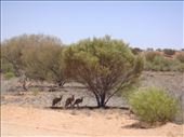 Red kangaroos resting in the shade, Sturt NP, NSW: by thomasz, Views[157]