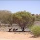 Red kangaroos resting in the shade, Sturt NP, NSW: by thomasz, Views[147]