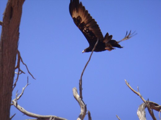 Wedge-tailed eagle, Sturt NP, NSW