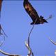 Wedge-tailed eagle, Sturt NP, NSW: by thomasz, Views[109]