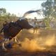 The horse wins, rodeo @ Tibooburra, NSW: by thomasz, Views[112]