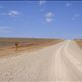 Road to Wanaaring, Sturt NP, NSW: by thomasz, Views[143]