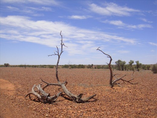 Dead wood, Sturt NP, NSW