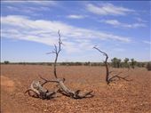 Dead wood, Sturt NP, NSW: by thomasz, Views[132]