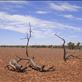 Dead wood, Sturt NP, NSW: by thomasz, Views[126]