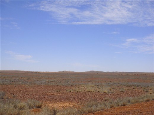 Spinifex, Sturt NP, NSW
