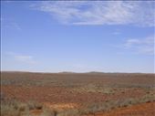 Spinifex, Sturt NP, NSW: by thomasz, Views[151]