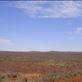 Spinifex, Sturt NP, NSW: by thomasz, Views[147]