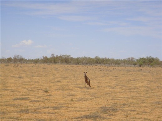 Red roo, Sturt NP, NSW
