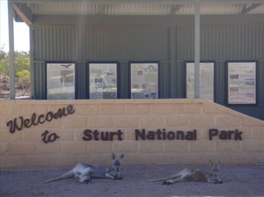 Welcome to Sturt NP, every bit of shade is welcome out here, Cameron Corner, NSW
