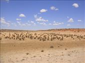 Crossing the Strzelecki Desert again, SA: by thomasz, Views[145]