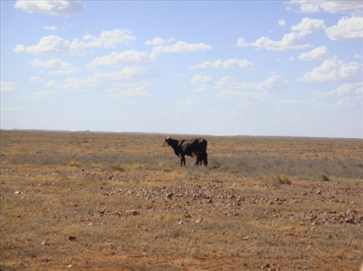 How does cattle survive out here?, not far from Balcanoona, SA