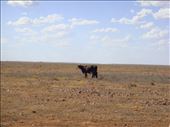 How does cattle survive out here?, not far from Balcanoona, SA: by thomasz, Views[244]