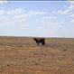 How does cattle survive out here?, not far from Balcanoona, SA: by thomasz, Views[229]