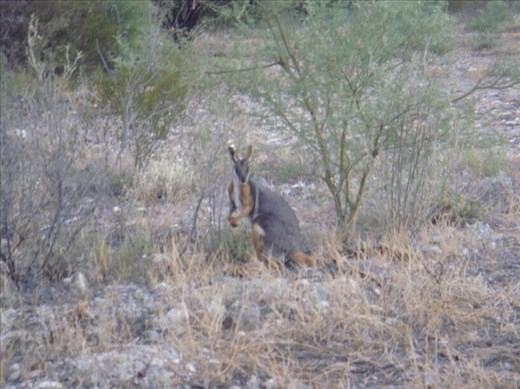 The endangered yellow footed rock wallaby, Arkaroola, SA