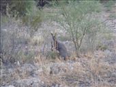 The endangered yellow footed rock wallaby, Arkaroola, SA: by thomasz, Views[199]
