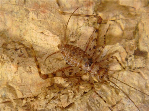 Weird creatures live underground, Lively's Find, Arkaroola, SA