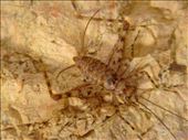 Weird creatures live underground, Lively's Find, Arkaroola, SA: by thomasz, Views[170]