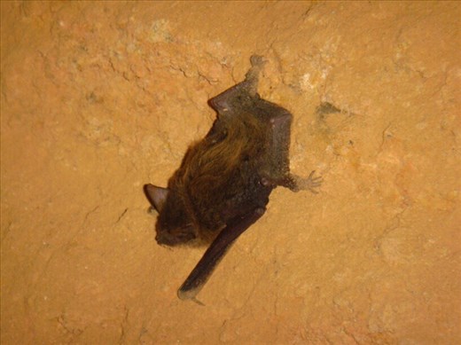 Bat, Lively's Find, Arkaroola, SA     