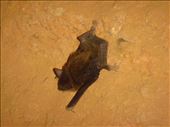 Bat, Lively's Find, Arkaroola, SA     : by thomasz, Views[141]
