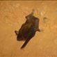 Bat, Lively's Find, Arkaroola, SA     : by thomasz, Views[129]