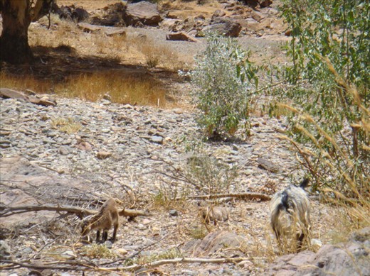 Mountain goats, Barraranna Gorge, Arkaroola, SA