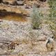 Mountain goats, Barraranna Gorge, Arkaroola, SA: by thomasz, Views[107]