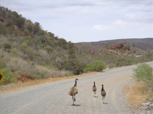 Emu family on the road, Arkaroola, SA