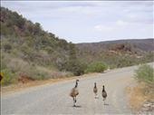 Emu family on the road, Arkaroola, SA: by thomasz, Views[196]