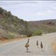 Emu family on the road, Arkaroola, SA: by thomasz, Views[194]