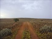 Out of the ranges and into the plains, Vulkathunha-Gammon Ranges NP, SA: by thomasz, Views[136]